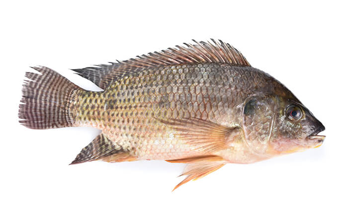 aquaculture species